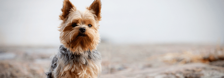 Animal Chiropractic West Linn OR Animal Chiropractic West Linn OR